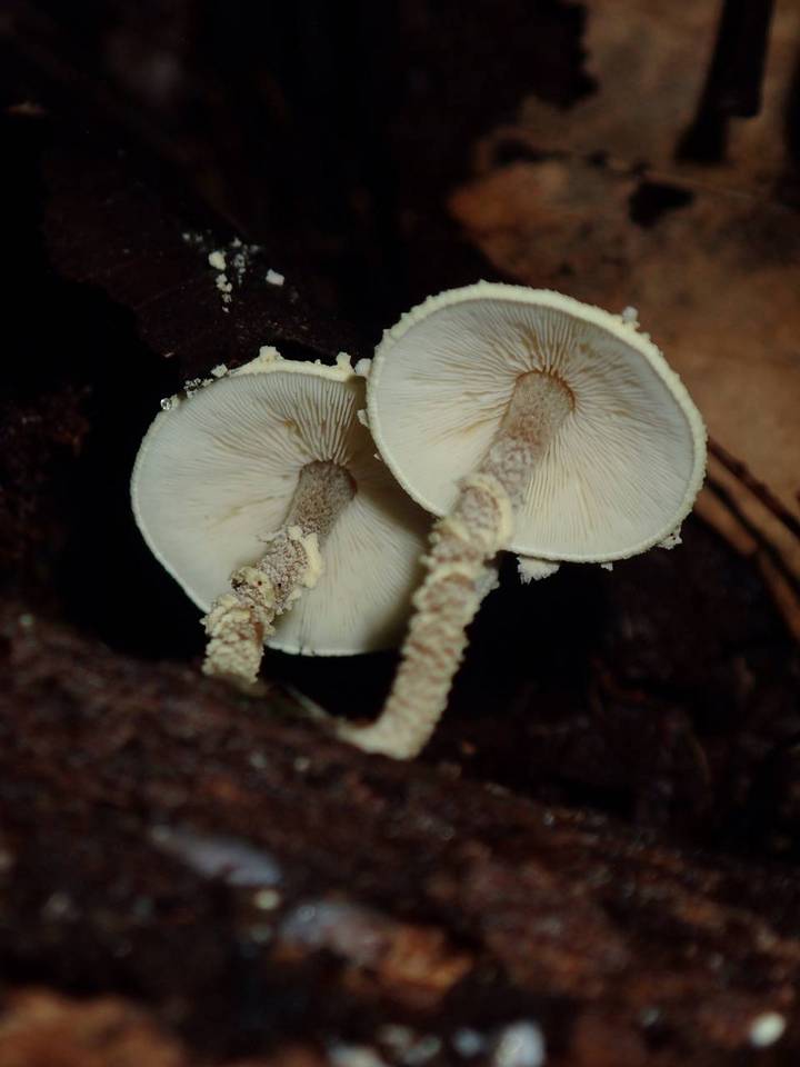 Cystolepiota luteohemisphaerica image