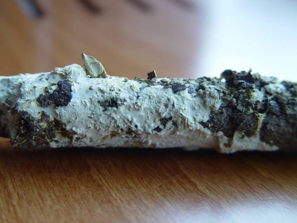 Tomentellopsis echinospora image