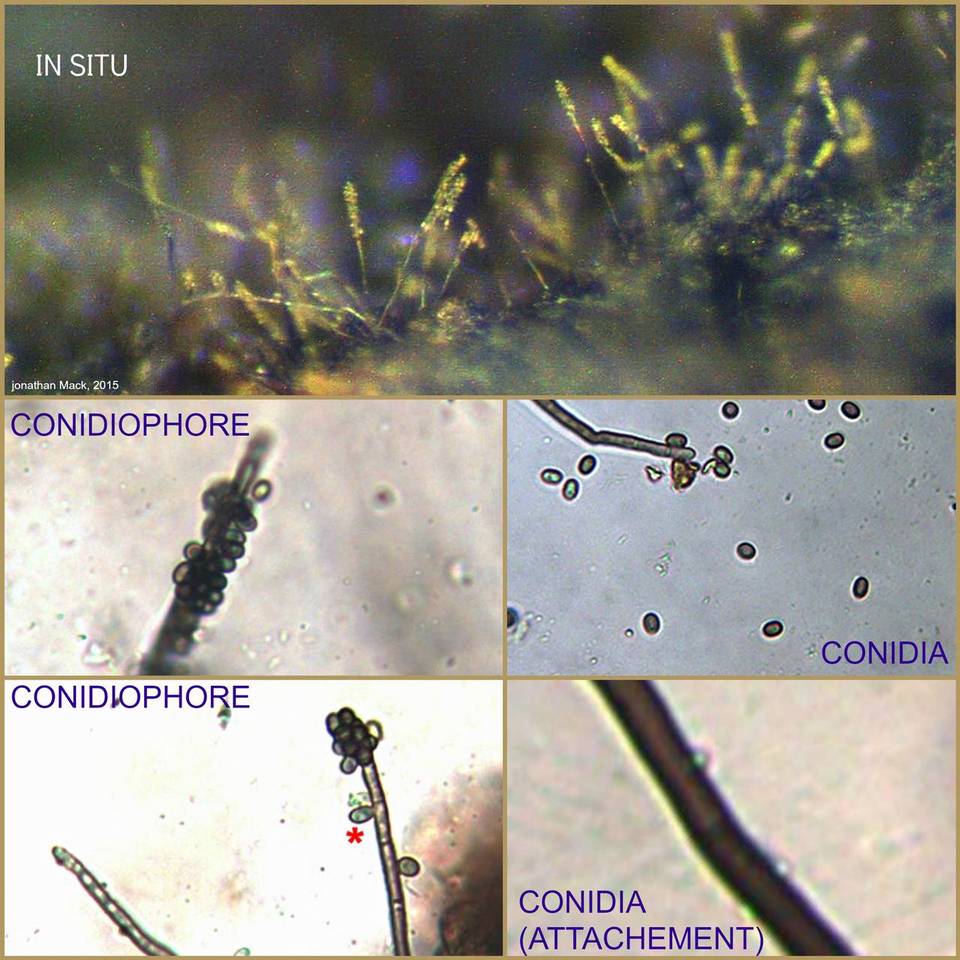 Spadicoides atra image