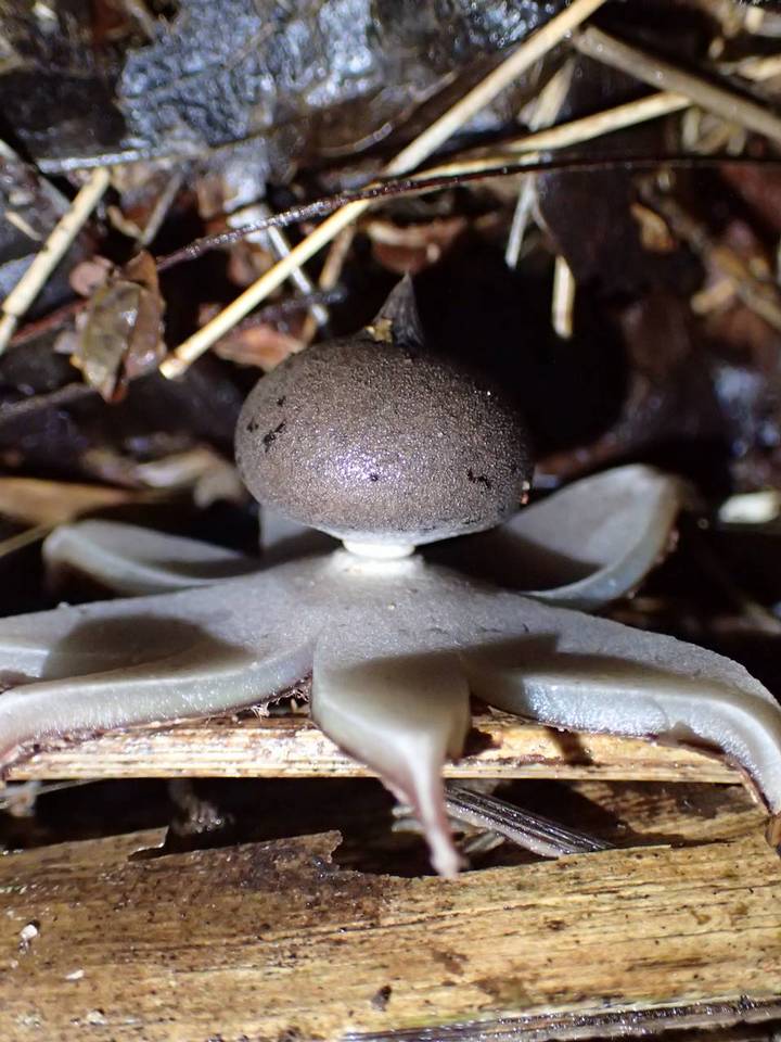 Geastrum lloydianum image