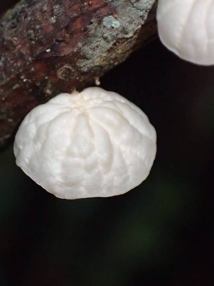 Marasmius griseoroseus image