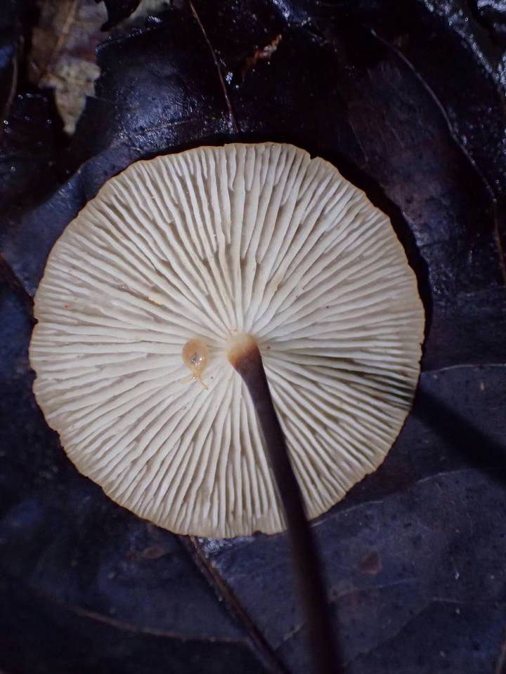 Marasmius cuatrecasasii image