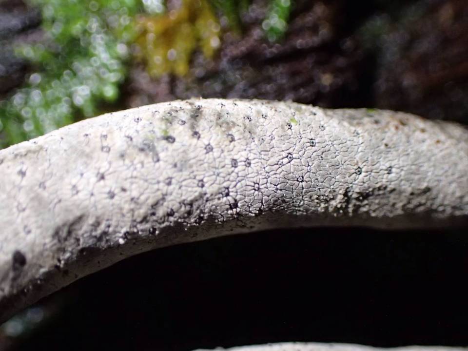 Xylaria comosoides image