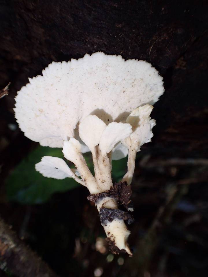 Flabellophora parva image