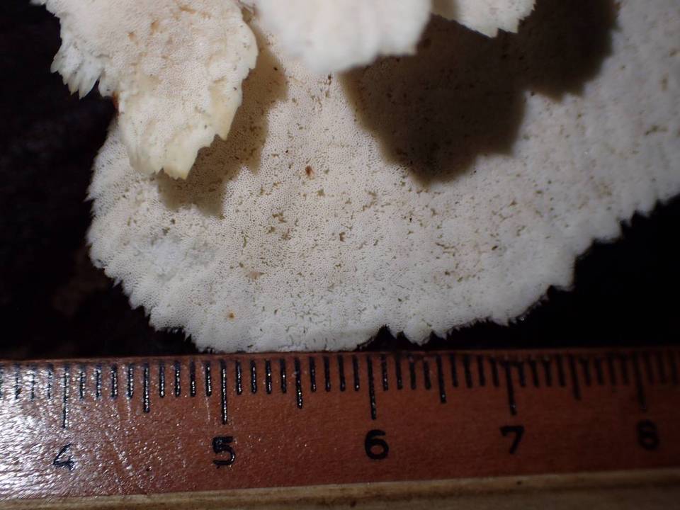 Flabellophora parva image