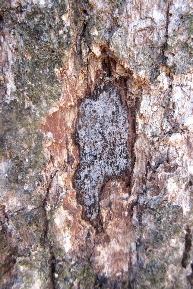 Biscogniauxia atropunctata var. atropunctata image