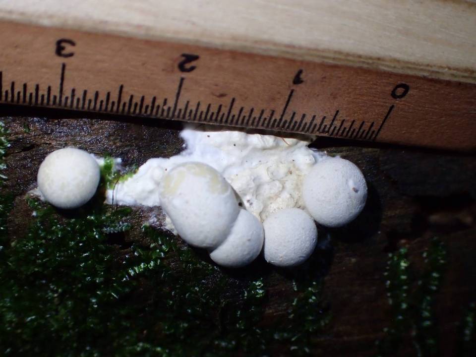Lycogalopsis solmsii image
