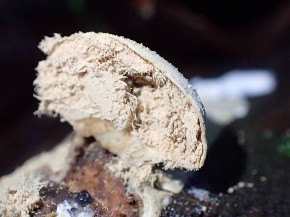 Lycogalopsis image