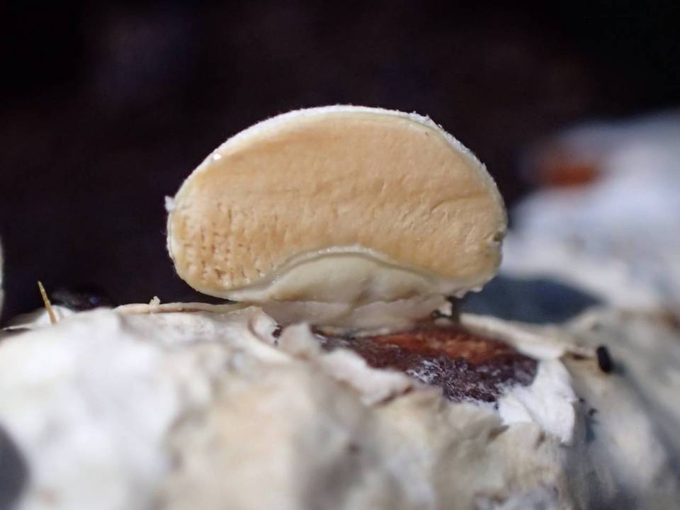 Lycogalopsis solmsii image