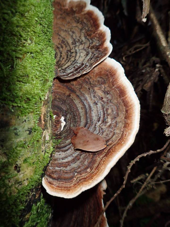 Cerrena sclerodepsis image
