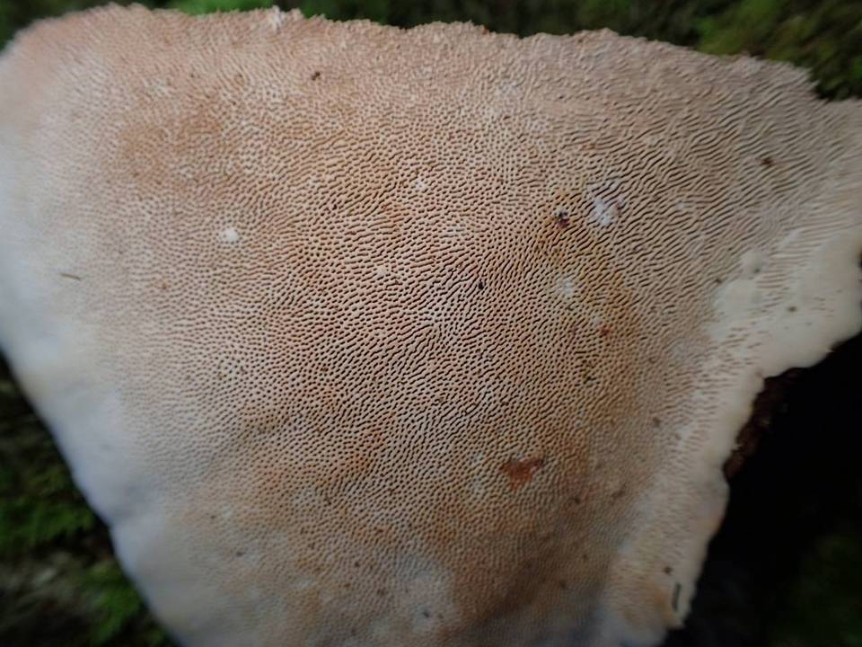 Cerrena sclerodepsis image