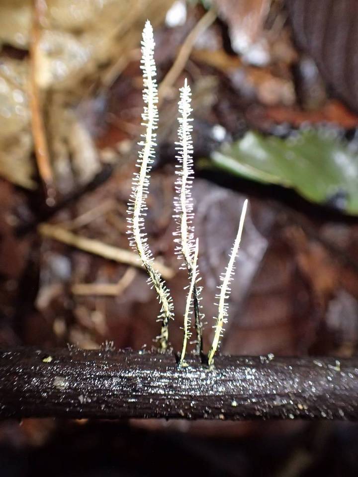 Xylaria moelleroclavus image