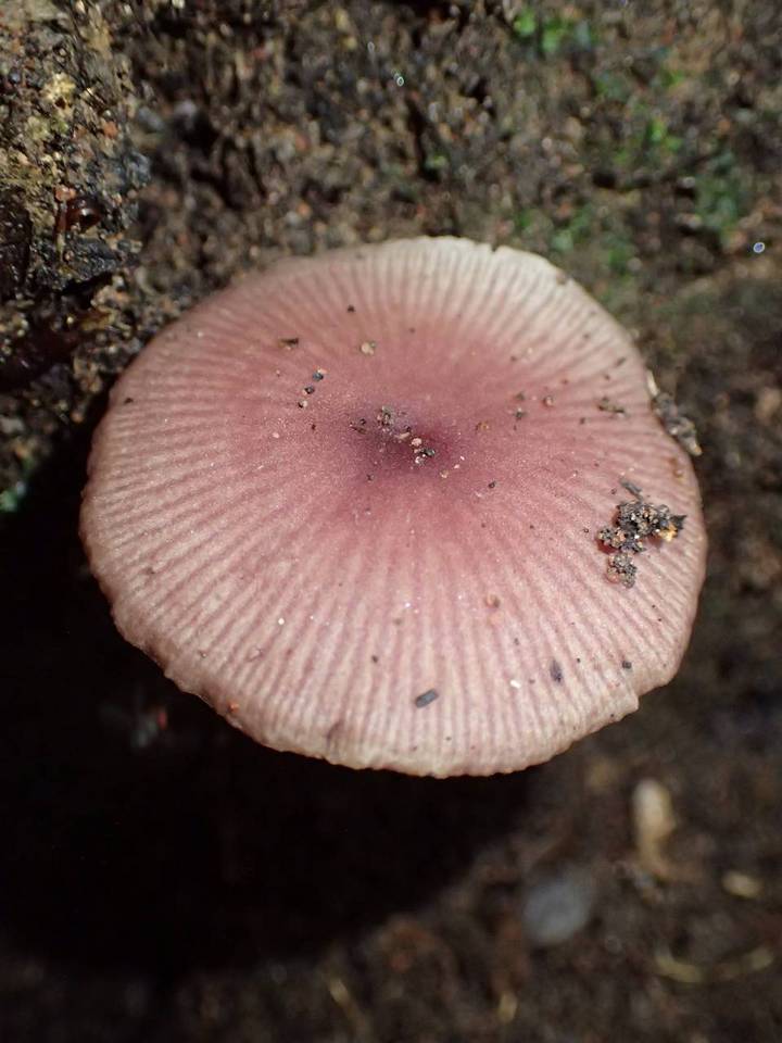 Callistosporium terrigenum image