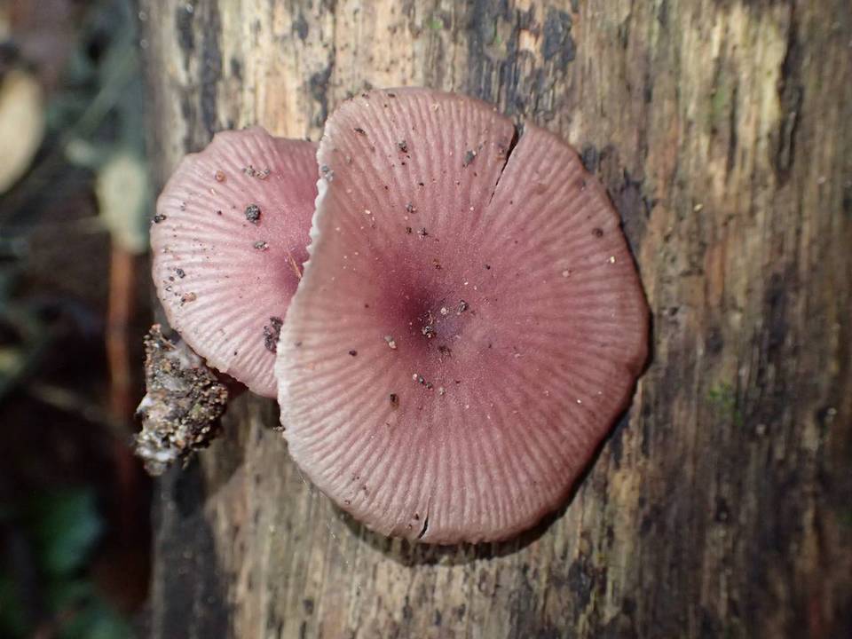 Callistosporium terrigenum image