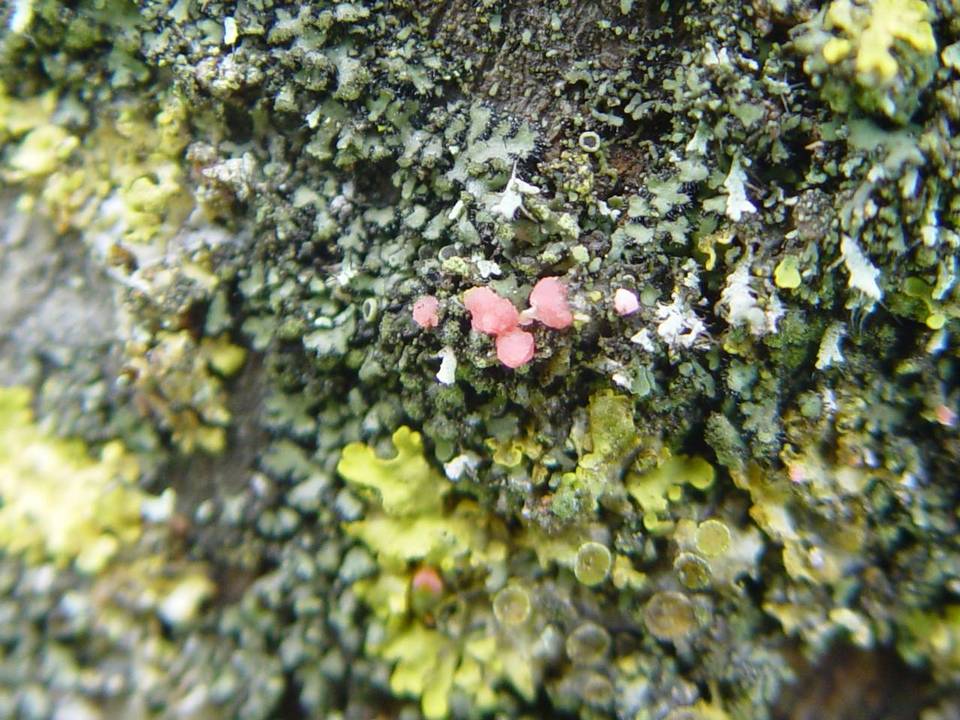 Illosporiopsis christiansenii image