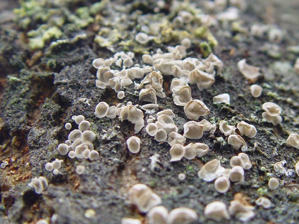 Rimbachia neckerae image