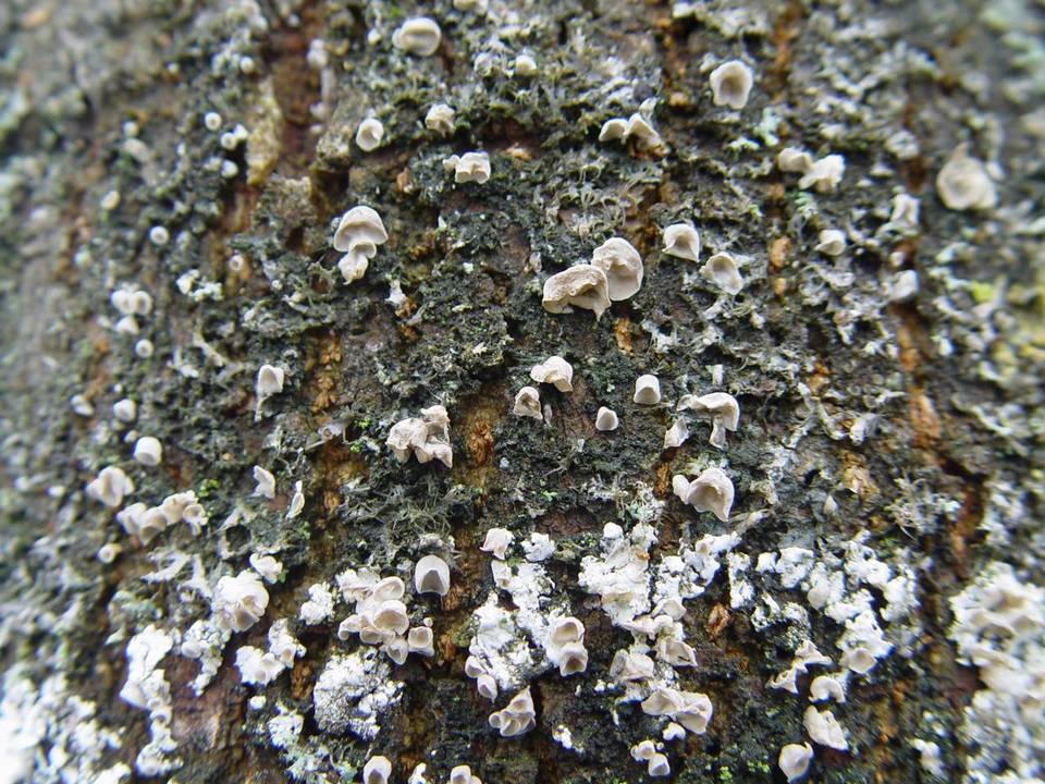 Rimbachia neckerae image
