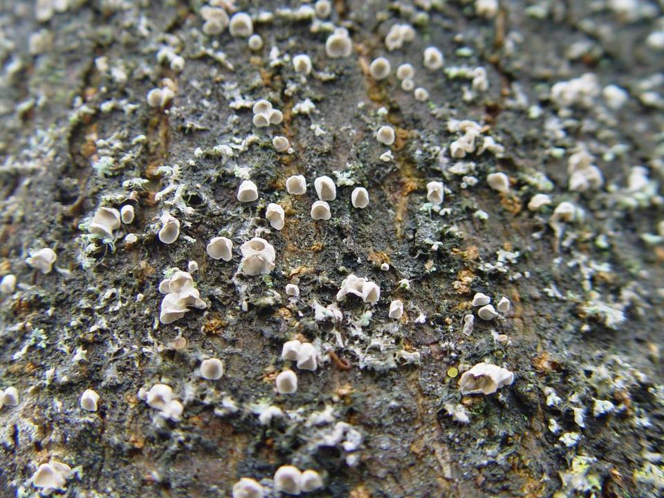 Rimbachia neckerae image