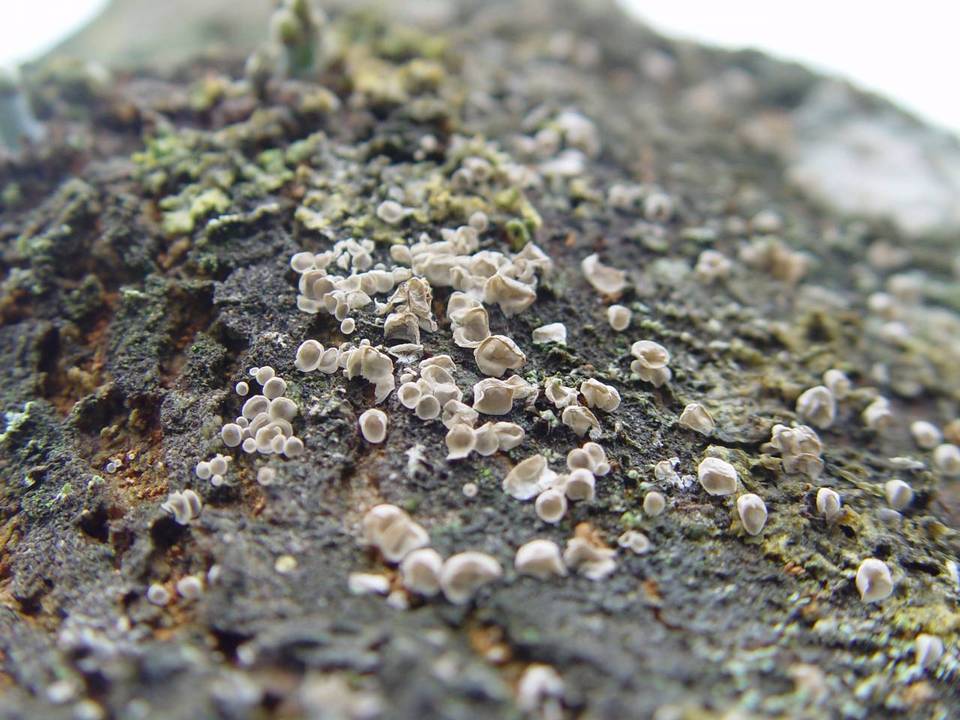 Rimbachia neckerae image