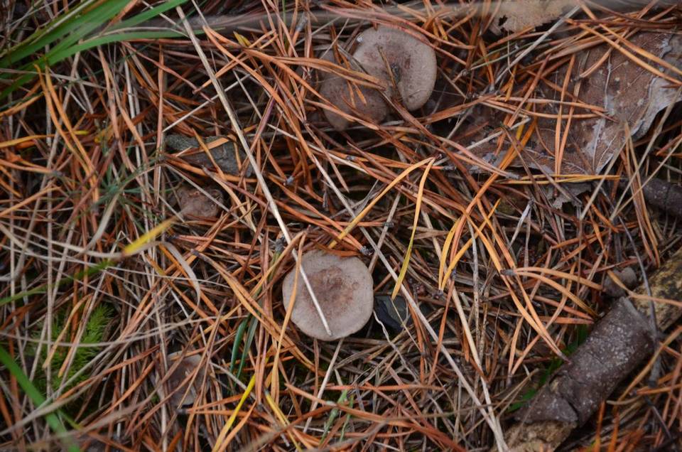 Lactarius hibbardae var. hibbardae image