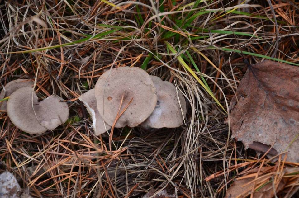 Lactarius hibbardae var. hibbardae image