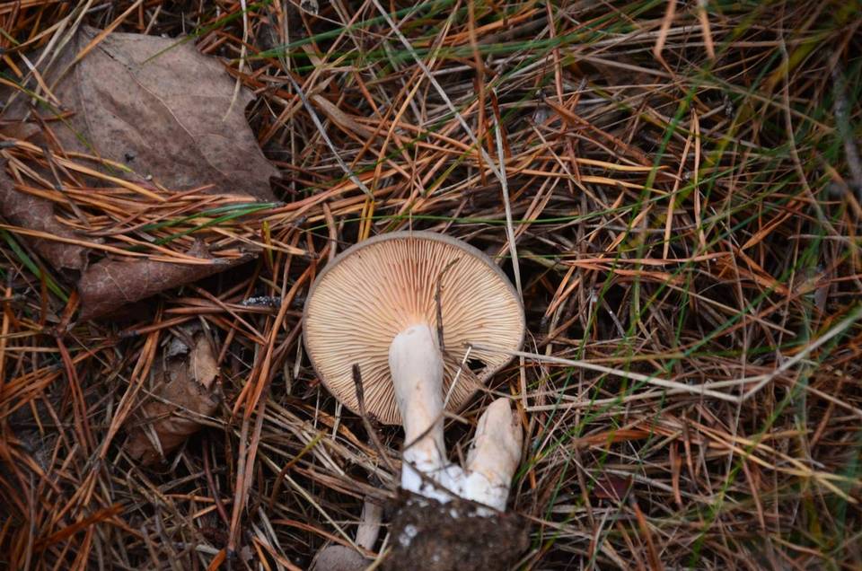 Lactarius hibbardae var. hibbardae image