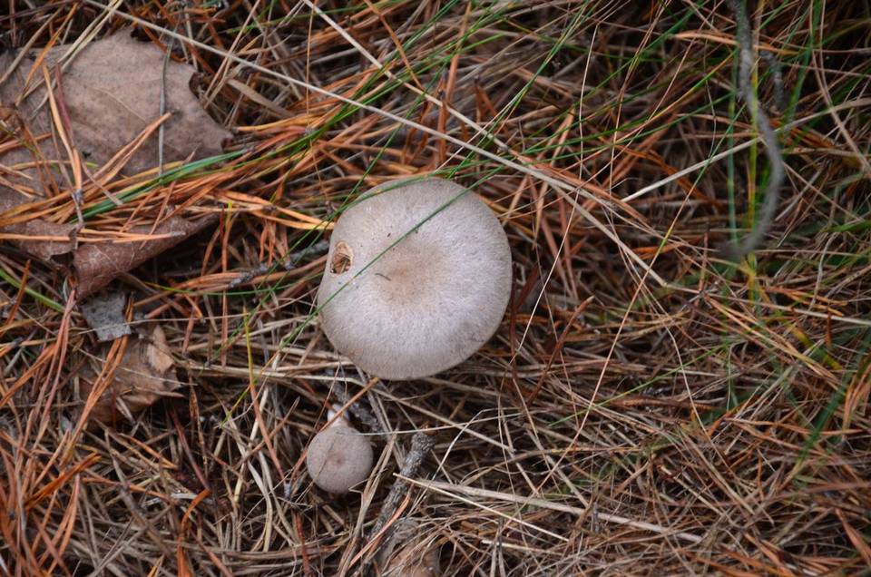 Lactarius hibbardae var. hibbardae image