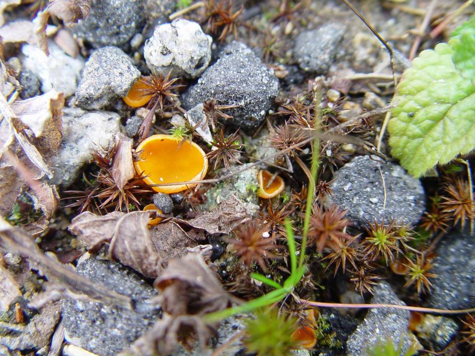 Neottiella rutilans image