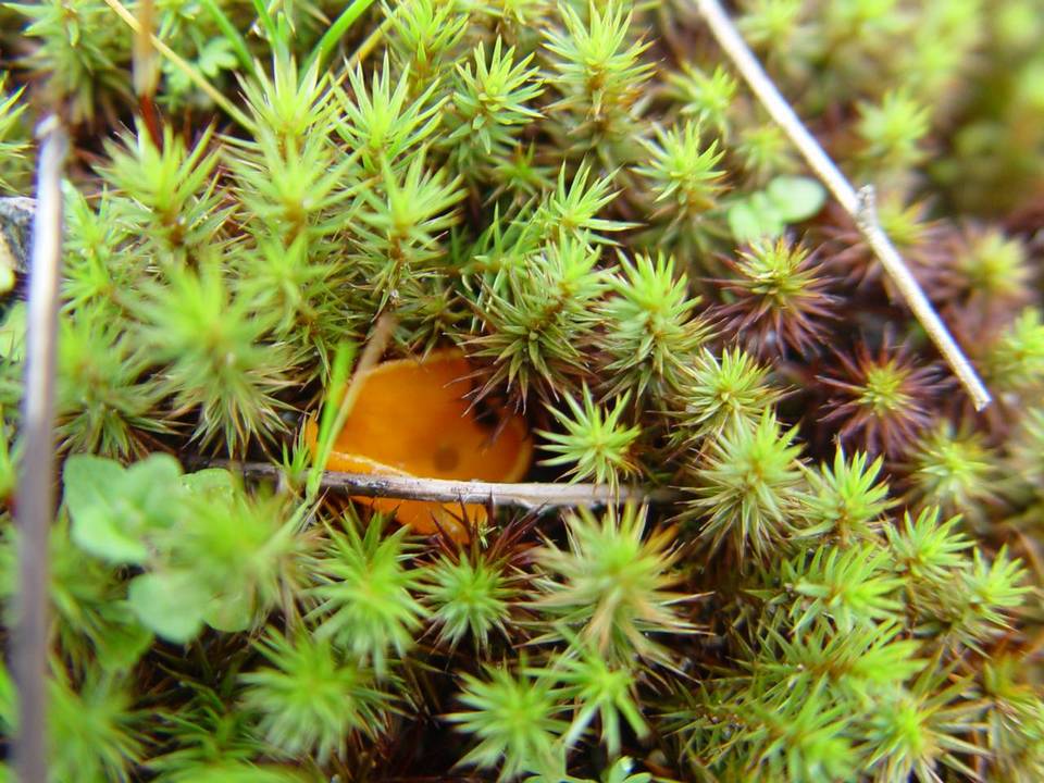 Neottiella rutilans image