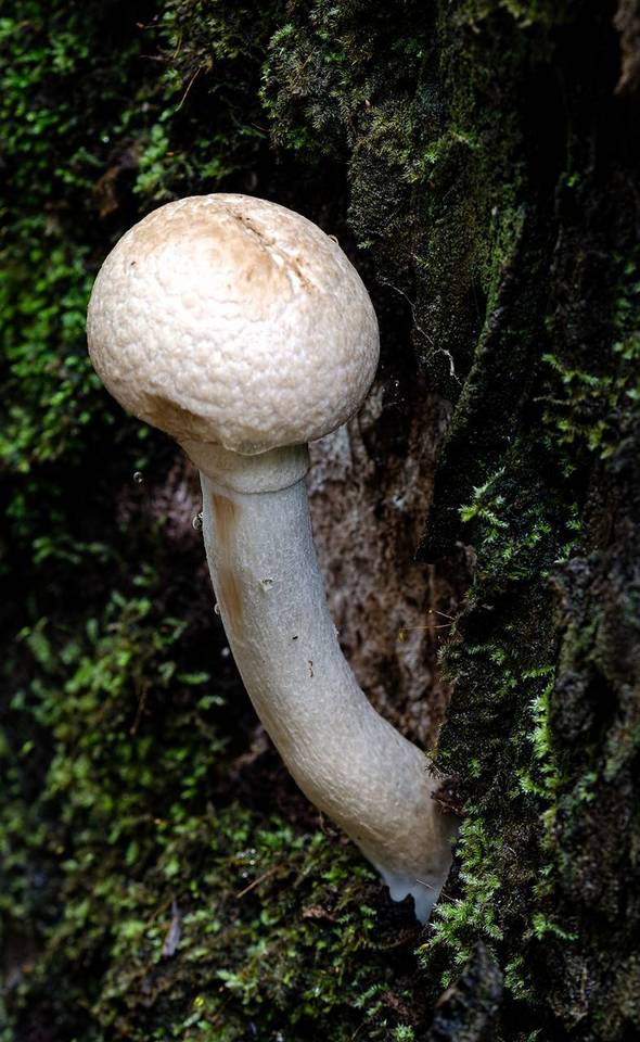 Boletellus dissiliens image