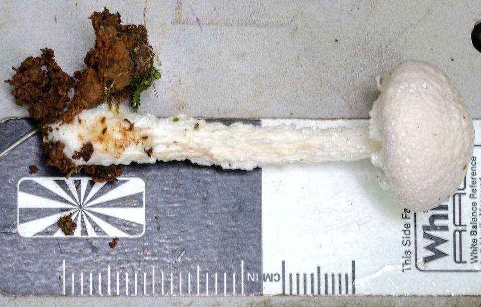 Austroboletus roseialbus image