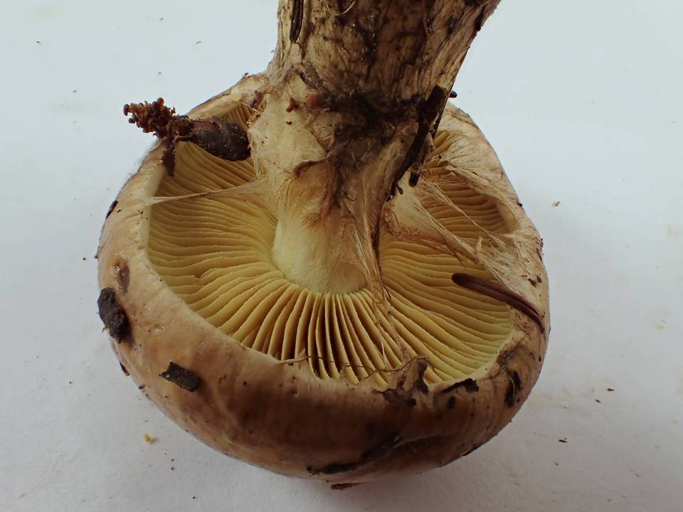 Cortinarius superbus image