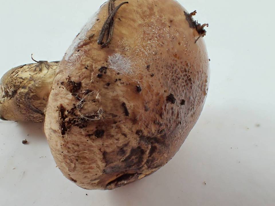 Cortinarius superbus image