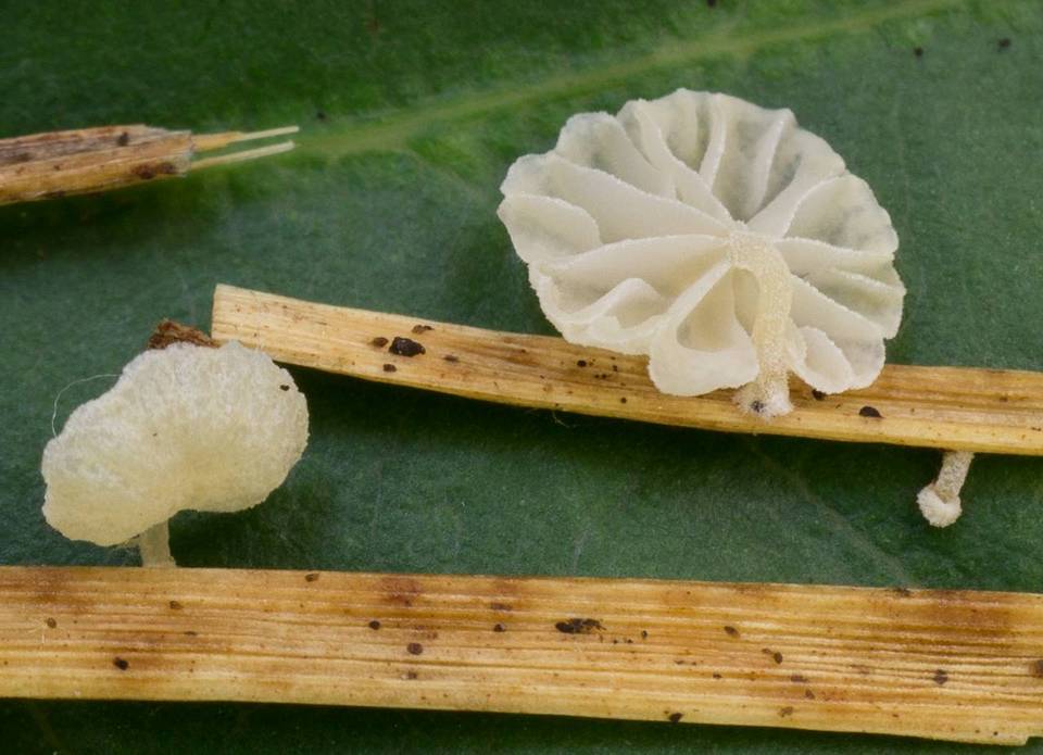 Resinomycena saccharifera image