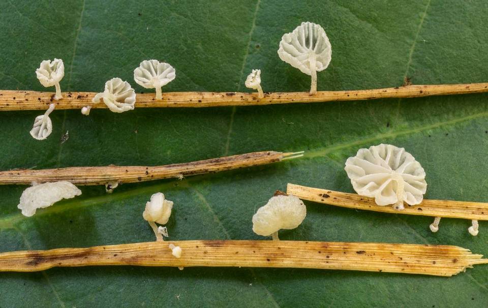 Resinomycena saccharifera image