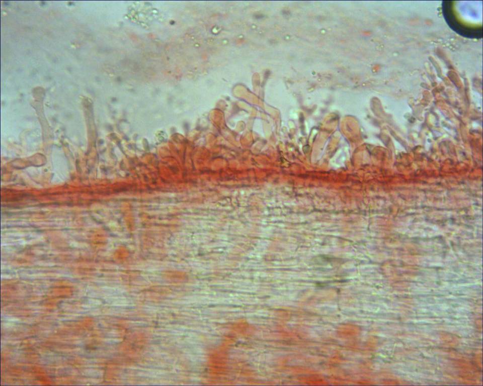 Resinomycena saccharifera image