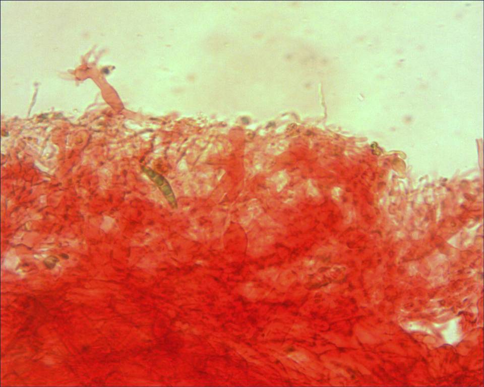 Resinomycena saccharifera image