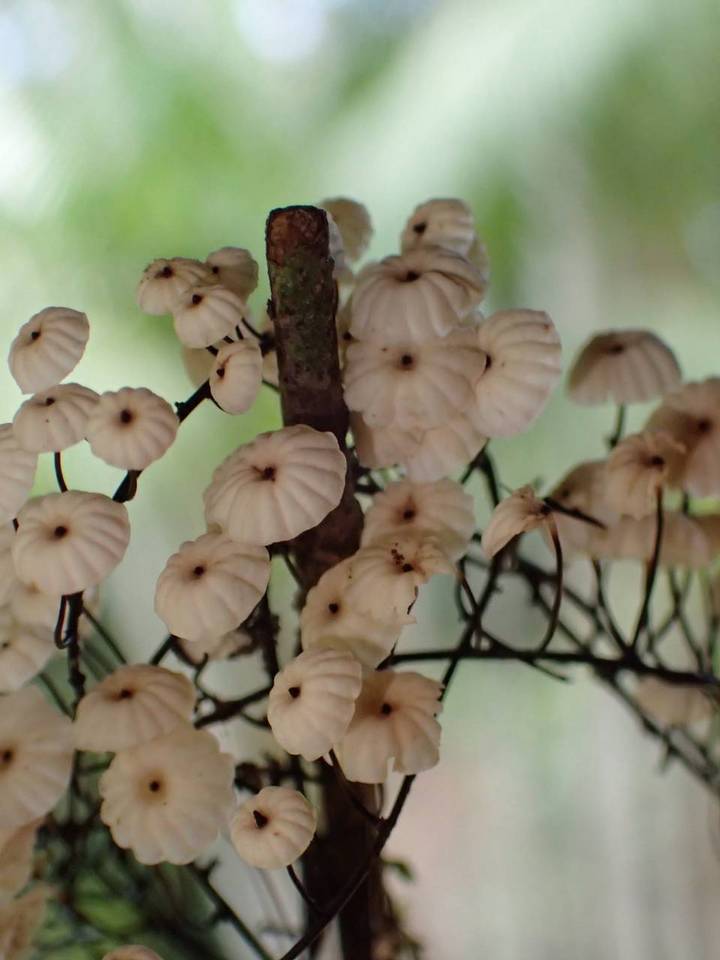 Marasmius multiceps image