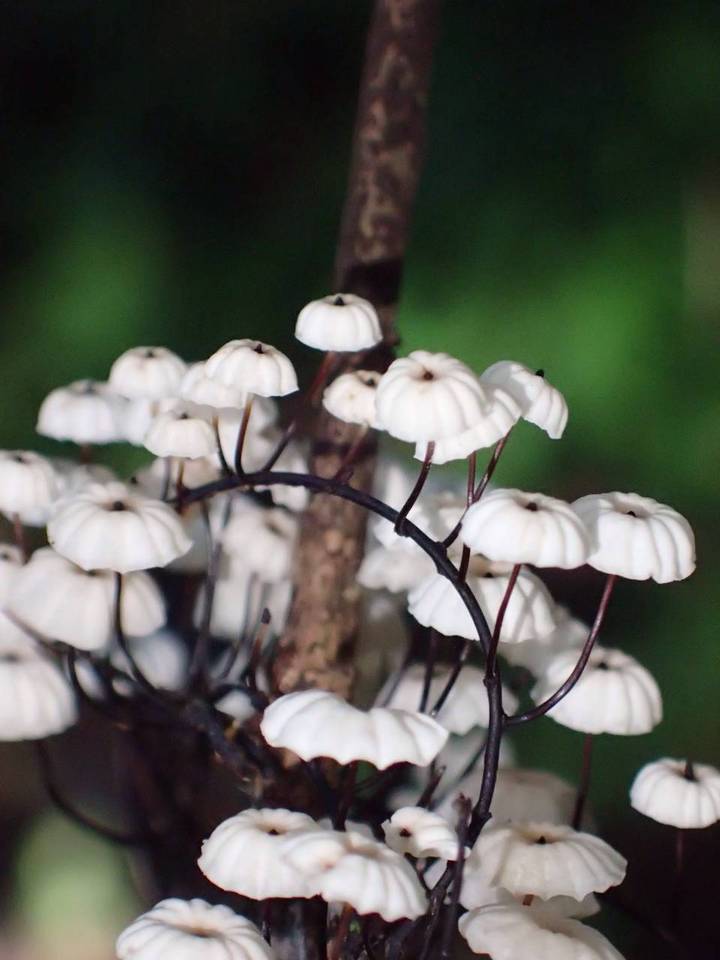 Marasmius multiceps image