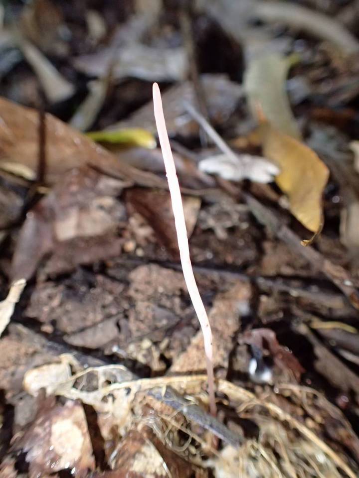 Clavaria neofossicola var. armeniaca image