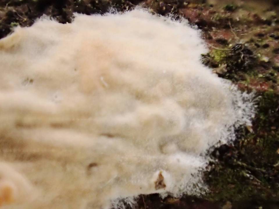 Peniophora incarnata image