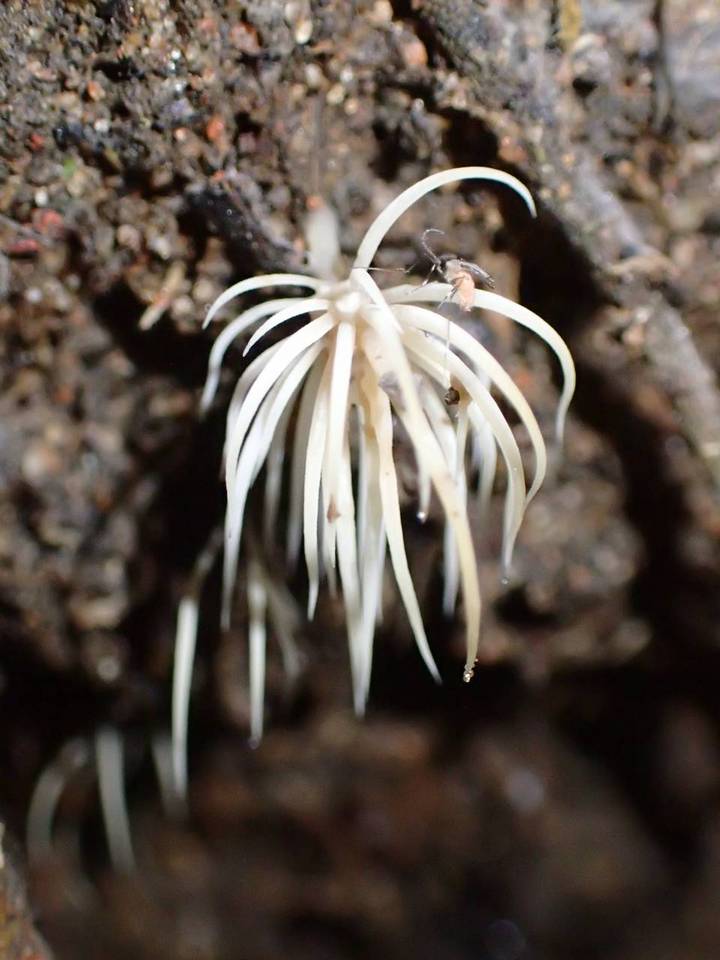 Deflexula subsimplex image