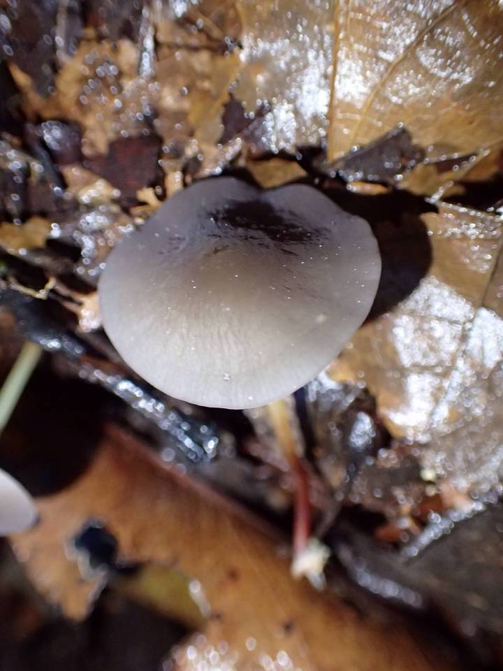 Marasmius epelaeus image