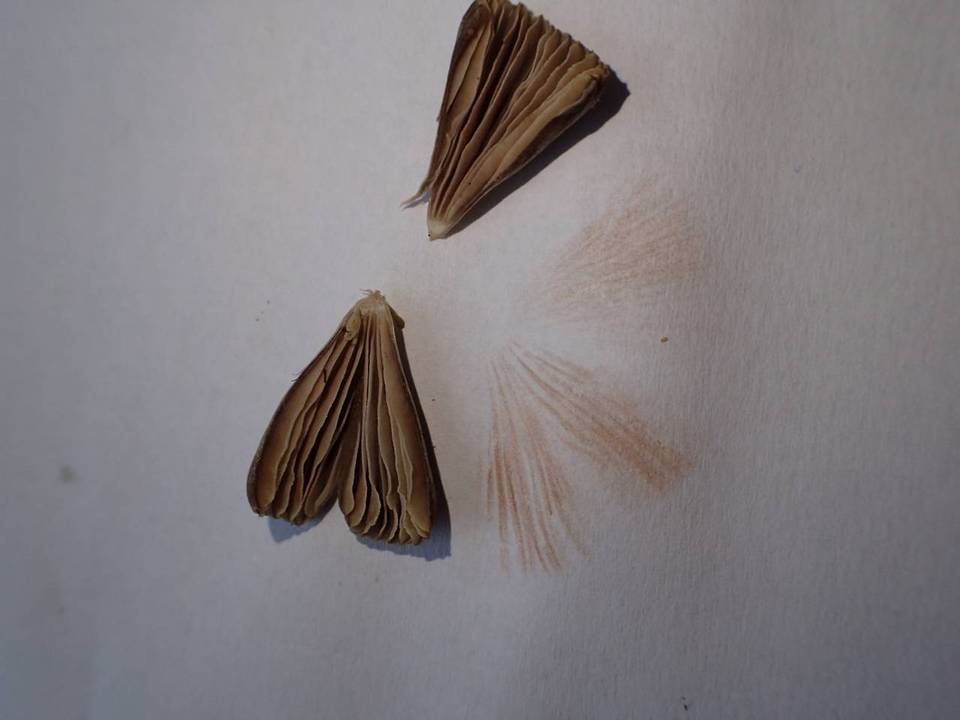 Entoloma dragonosporum image