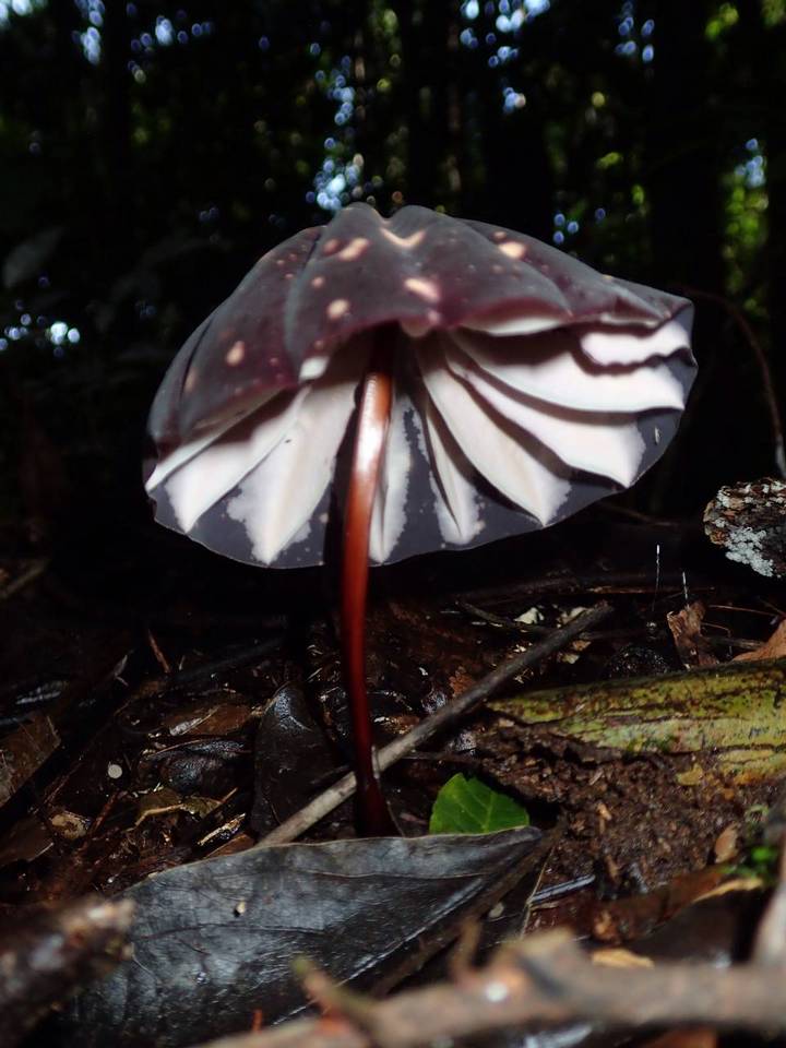 Marasmius amazonicus image