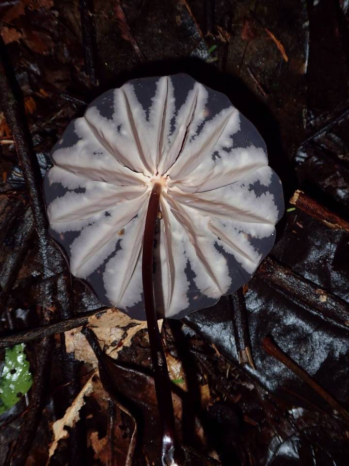 Marasmius amazonicus image