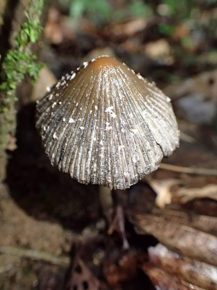 Coprinus xerophilus image