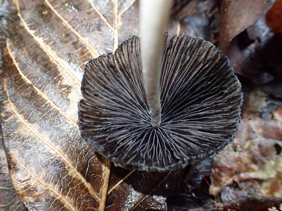 Coprinus xerophilus image