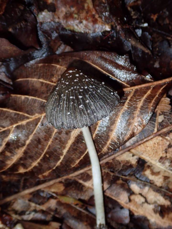 Coprinus xerophilus image