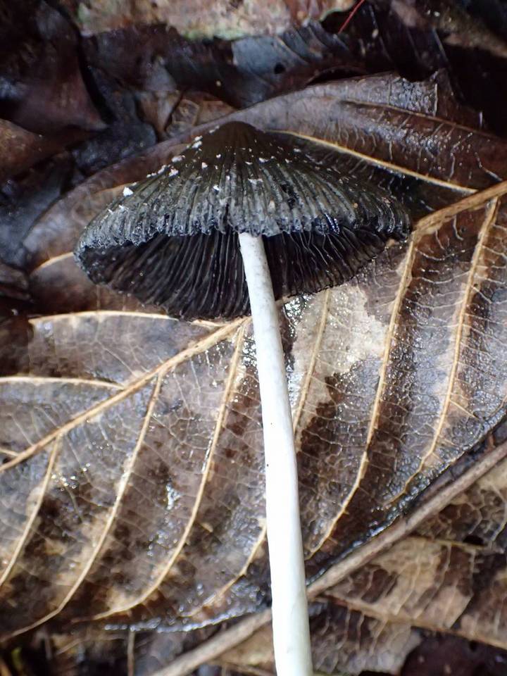 Coprinus xerophilus image